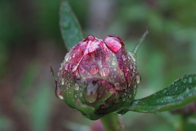 Raindrops on peony 