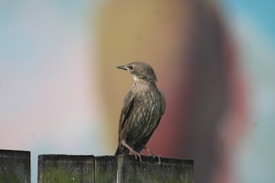 Juvenile Starling 