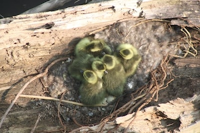 Nest in a washed up log 