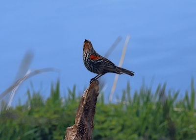 Female Red Winged blackbird