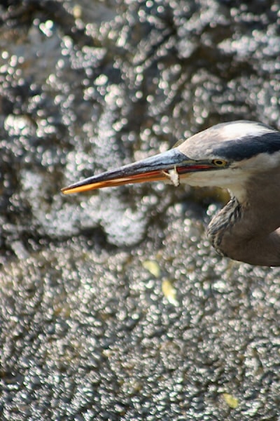 Frog was the catch of the day for this great blue heron 