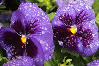 Rain kissed pansies 
