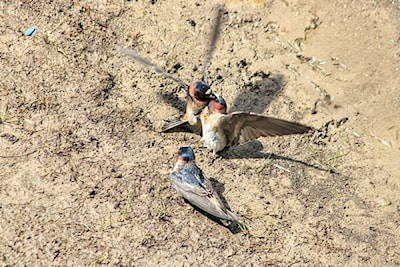 Feeding one another