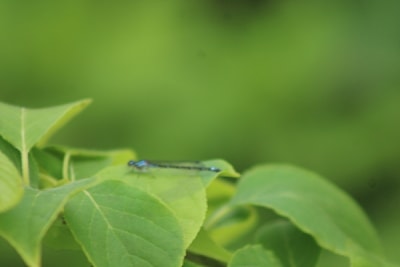 A blue darner doesn't seem to mind the rain 