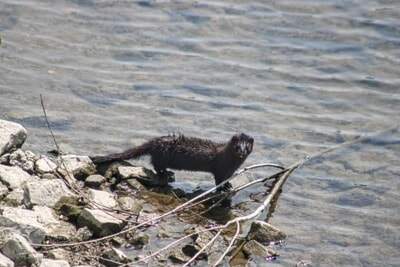 Watched this mink where Mill Creek enters the Grand River .