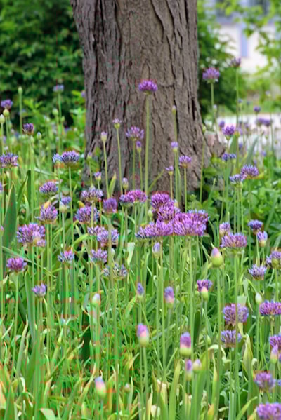 Allium 