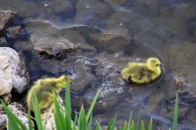 Sibling watches as another swims after diving from a rock 