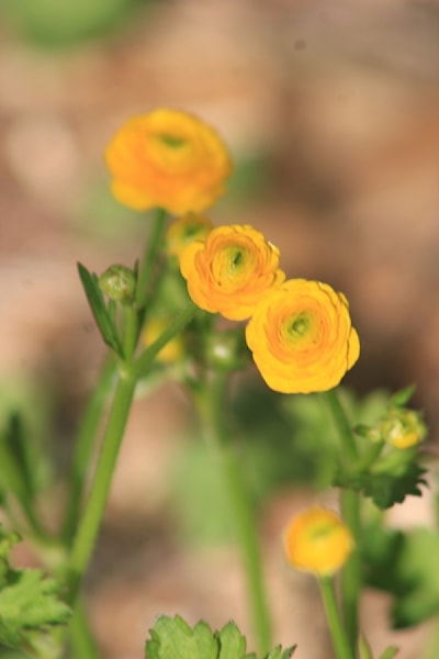 These ranunculus are really a pop of colour in this overcast day. Galt Horticultural Society 
