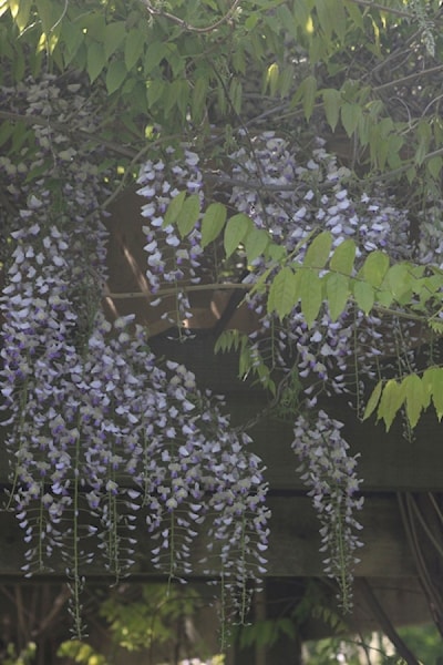 This Wisteria weaves and,climbs,the wooden pergola at Soper Park close to Dundas Street. 