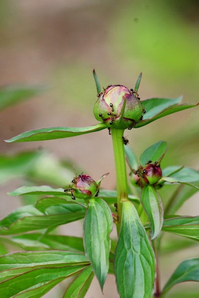 Peonies 