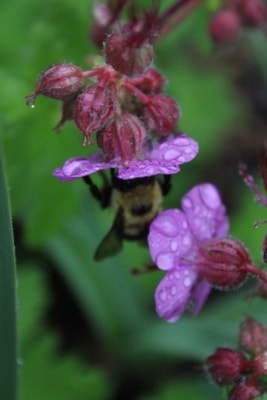 Doesn't deter the bumblebees 