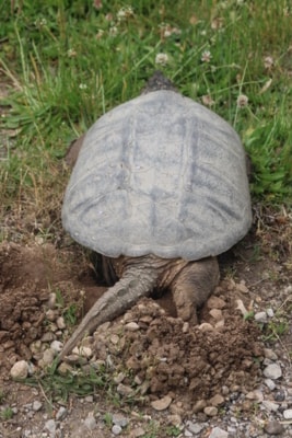 They dig a hole about seven inches deep for their eggs 