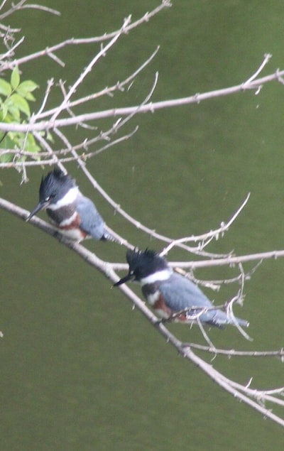 Belted Kingfisher