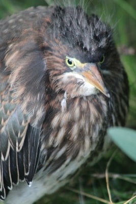 Juvenile Green Heron 