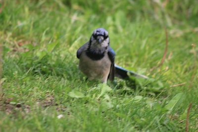 Blue jay primping and preening 