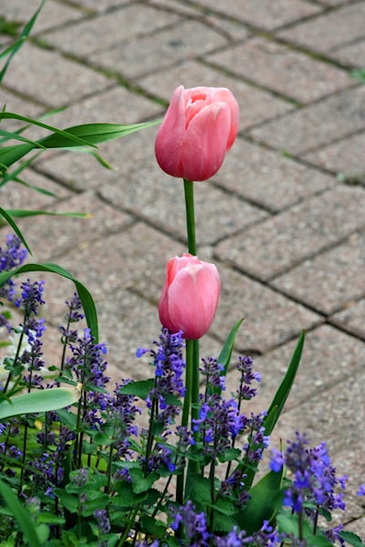 Flower lined path 
