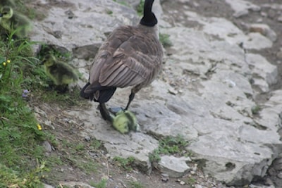 Have to learn to walk before flying 