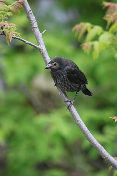 Starling fledgling 