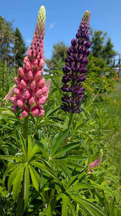 Mel's Lupins growing in the Greater Sudbury