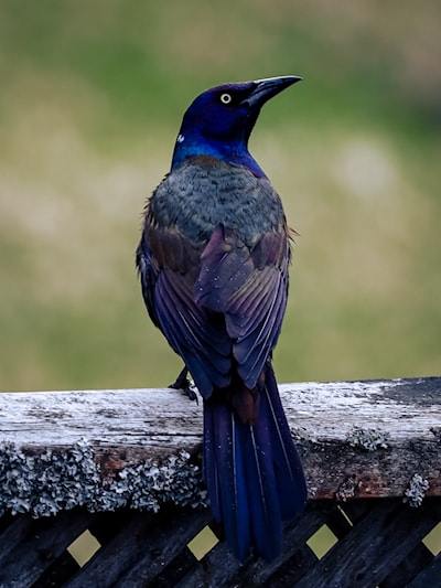 Grackle
