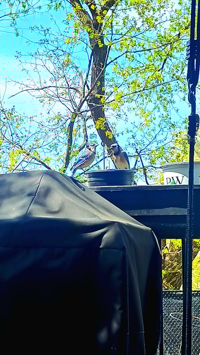 Just a couple of blue jays.