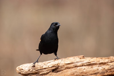 Red Winged Black (Male) / back from the south