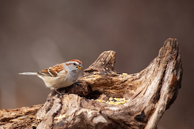 American Tree Sparrow.  A winter resident in our area