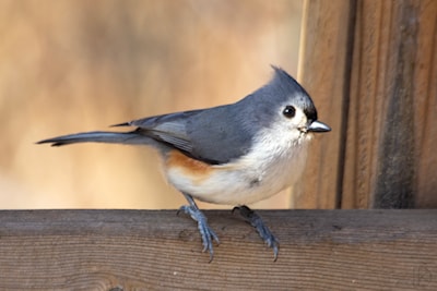 Tufted Titmouse