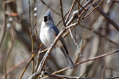 Tufted Titmouse a rare and permanent resident of FWR Dickson Wildlife Area