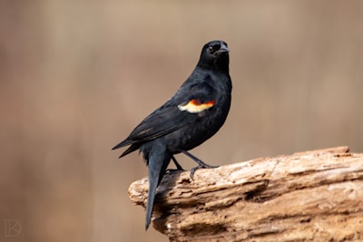 Red Winged Black (Male) / back from the south