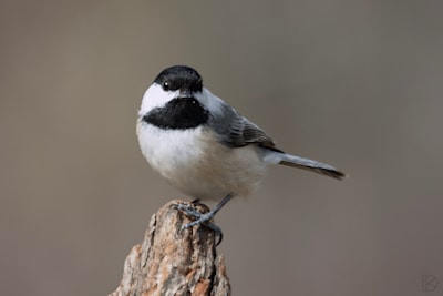 Black Capped Chickadee