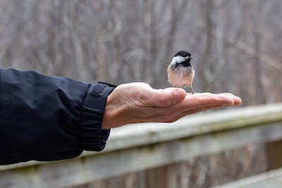 A friendly Chickadee