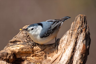 White Breasted Nuthatch