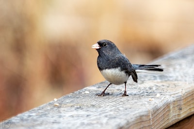 Dark Eyed Junco / A winter resident that spends the summer in the Arctic