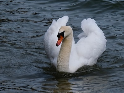 Lasalle Swan