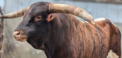 Come see the long horns.