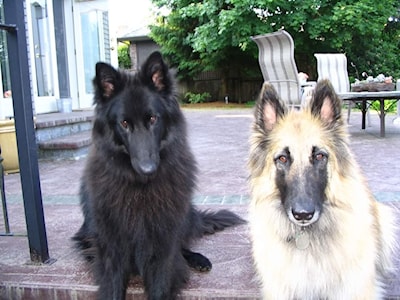 Star and Dusty.