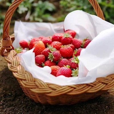 Fresh Picked Strawberries 