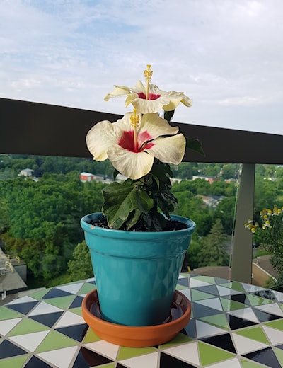 The Hibiscus is one most forgiving flowering plants.