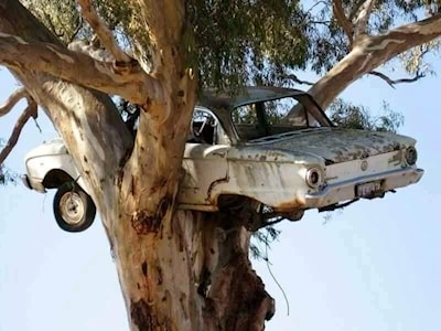 Nesting Ford Falcon.