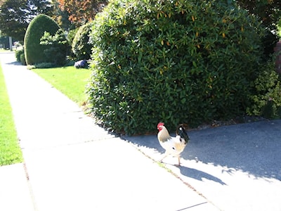 One good looking bird on the sunny cat walk