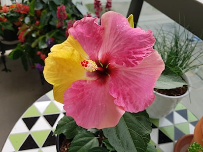 Nice big flowers usually 2 or 3 a week.