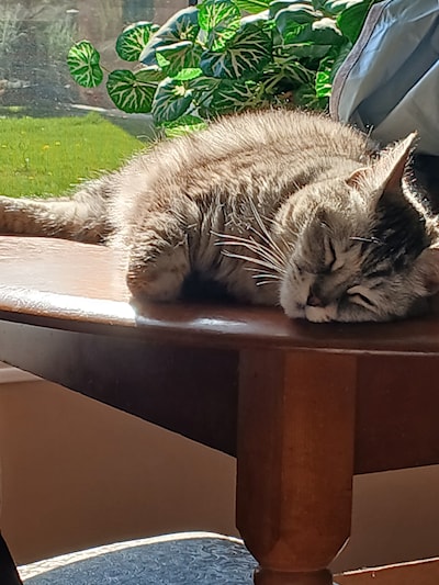 Basking in the warm sunshine - Misti