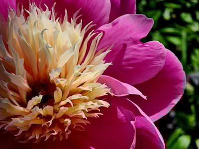 Peony
