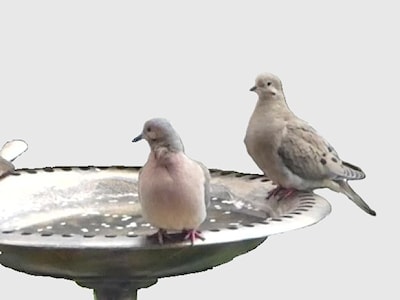 Mourning Doves, male left and female right, on my birdbath, May 18 2025, 7:20 PM