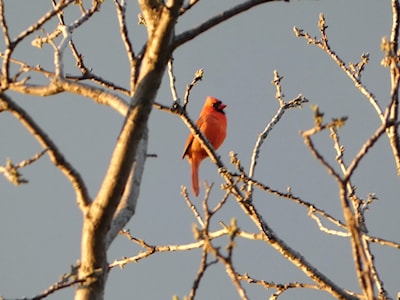 Northern Cardinal, male, singing in tree top, May 6 2025, 8:00 PM.