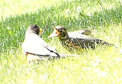 Juvenile Robin gets a meal
