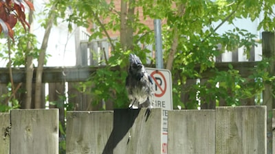 Blue Jay wet from bathing
