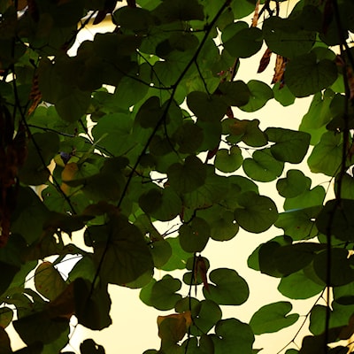 leaves against a yellow rendered wall