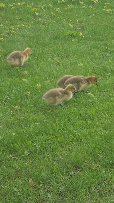 Fuzzy bums 